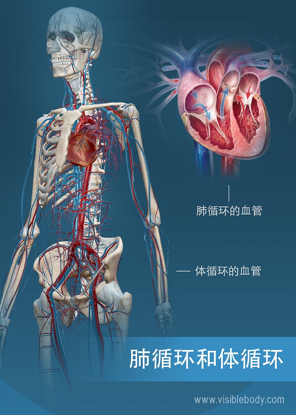 体循环和肺循环的血管